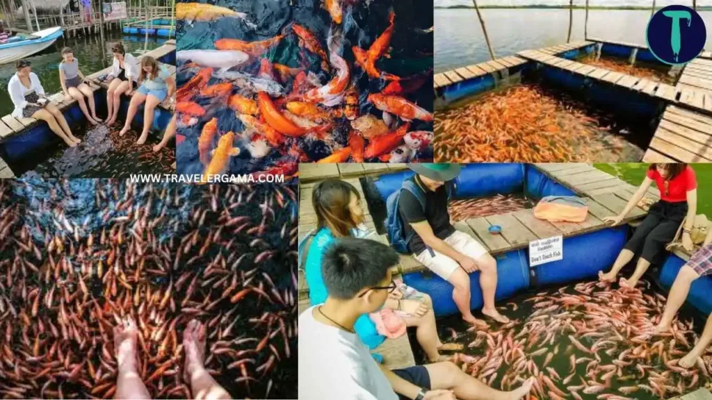 Fish Therapy in Madu River Boat Safari