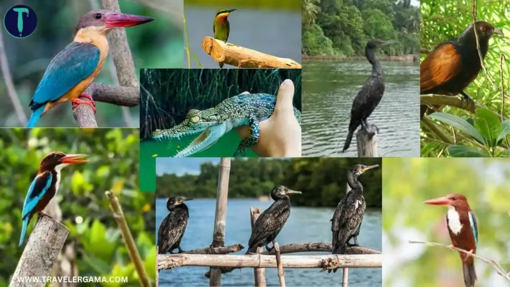 Wildlife Spotting in Madu River Boat Safari