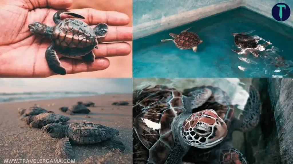 ACTIVITY IN MAHAMODARA SEA TURTLE HATCHERY