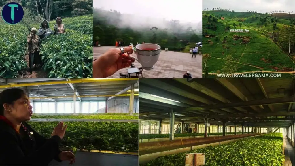 Activities and Attractions in Damro Tea Factory