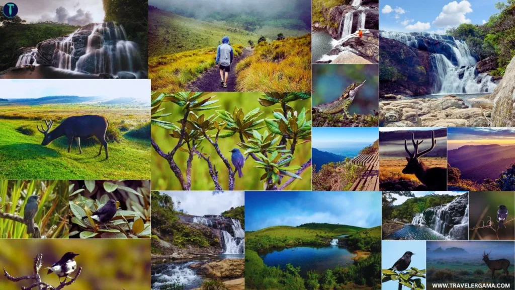 Activity in Horton Plains National Park