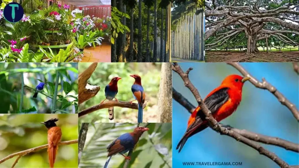 Activity in Peradeniya Botanical Garden