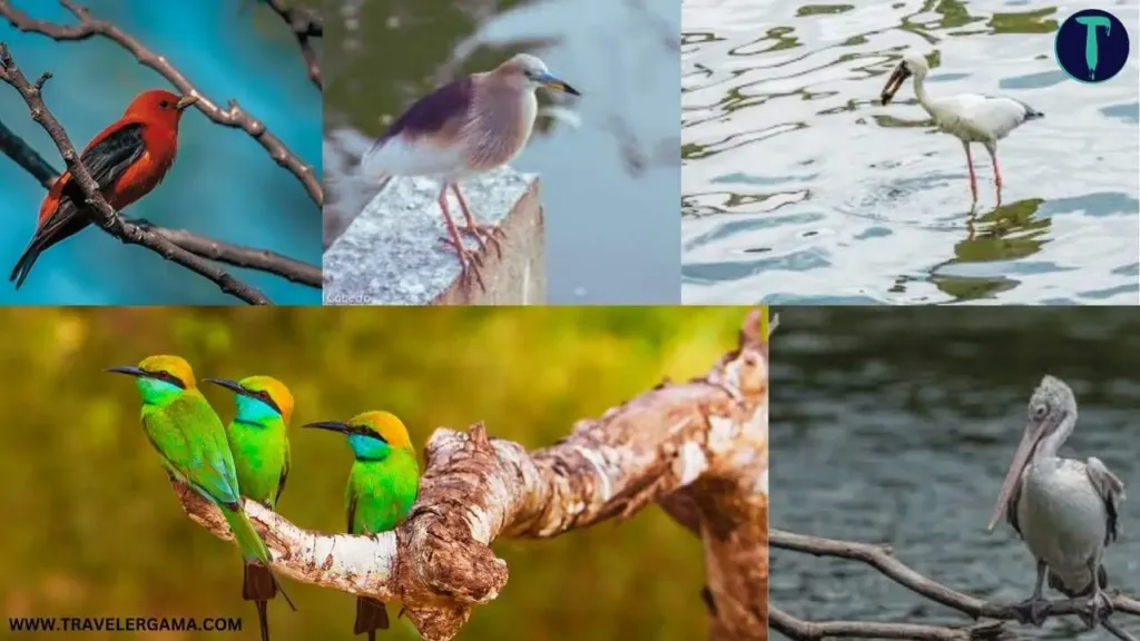 Bird Watching in Kandy Lake