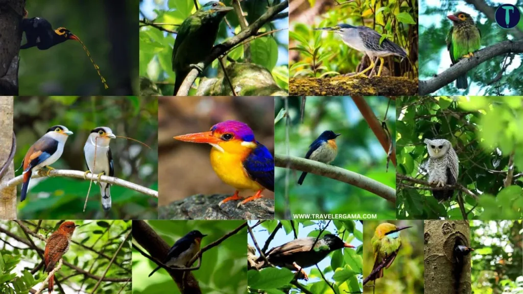 Birds Watching in Udawatta kele Sanctuary