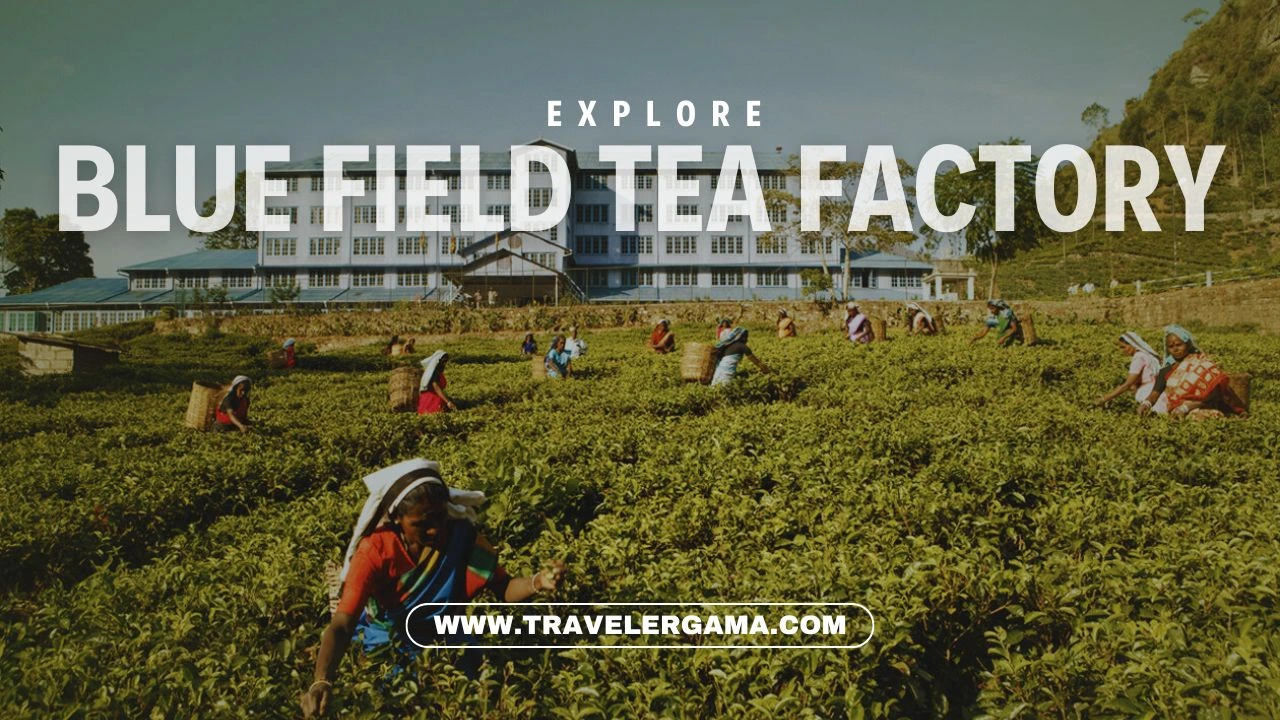 Blue Field Tea Factory: A Refreshing Journey into the World of Tea