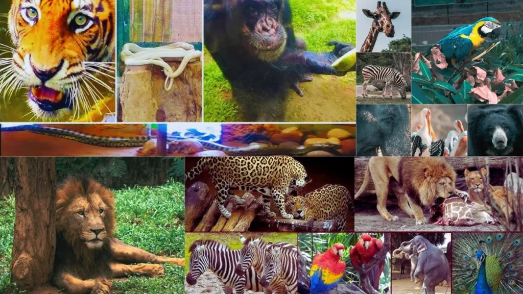 Dehiwala Zoo Activity