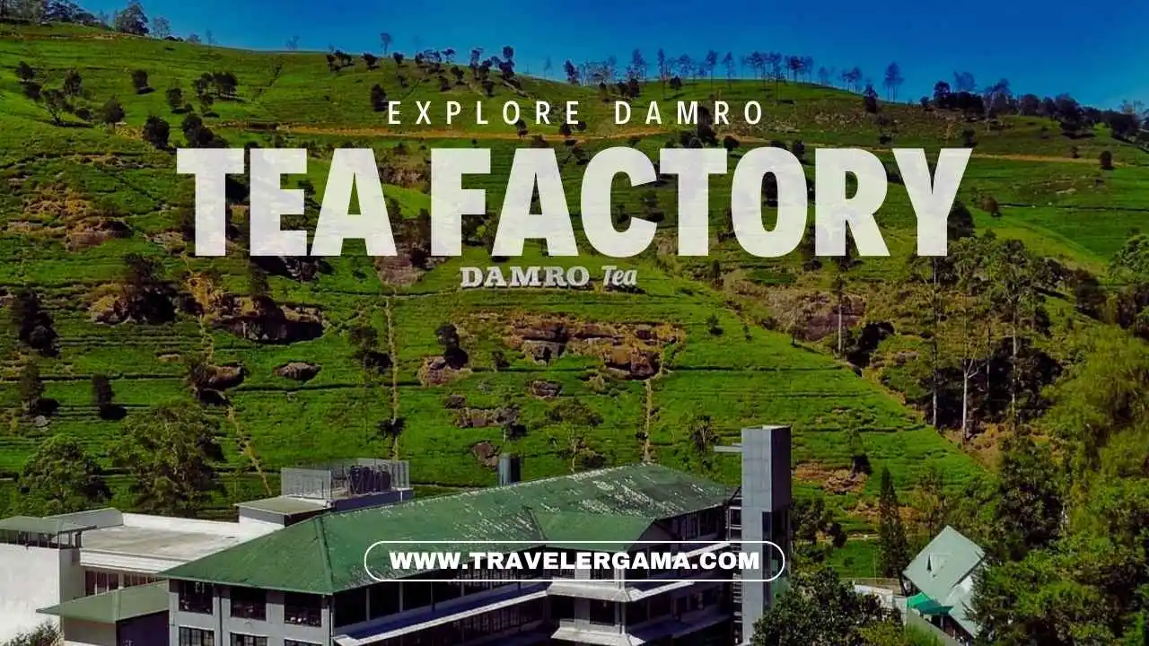 Experience Sri Lankan Tea Culture at Damro Tea Factory