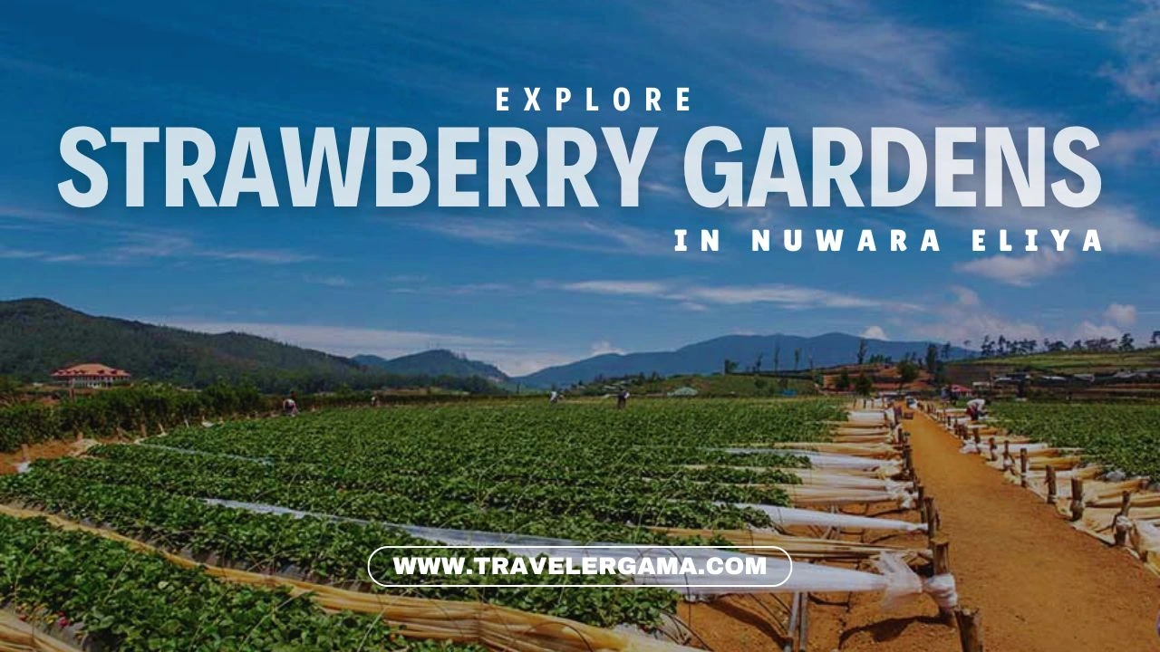 Experience the Delicious and Heartwarming Magic of Strawberry Gardens