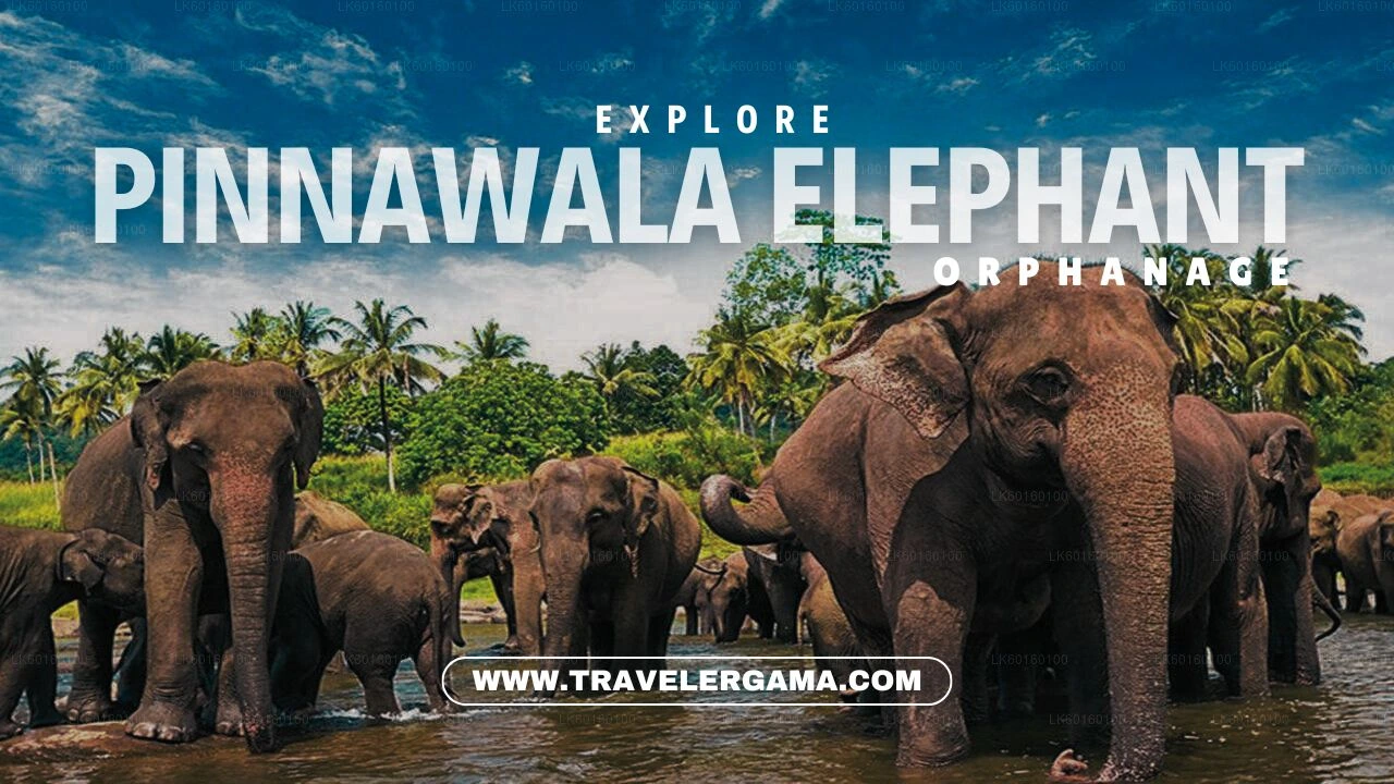 Experience the Pure Delight of Watching Elephants at Pinnawala Elephant Orphanage