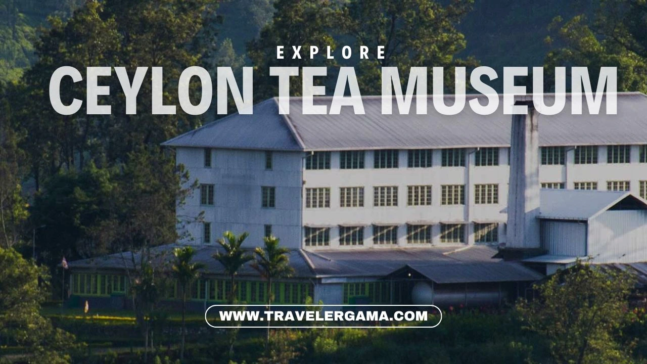 Explore the Intriguing World of Tea at the Ceylon Tea Museum