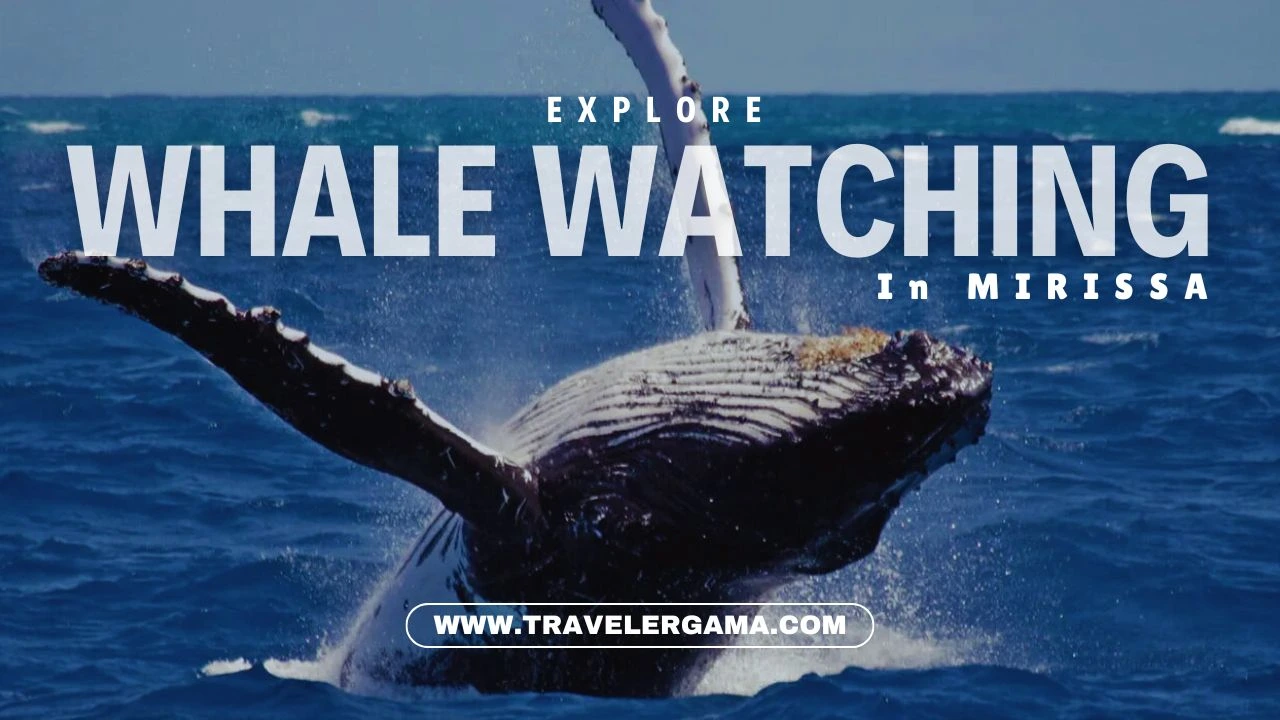 Feel the Excitement of Whale Watching in Mirissa Nature’s Grandest Show