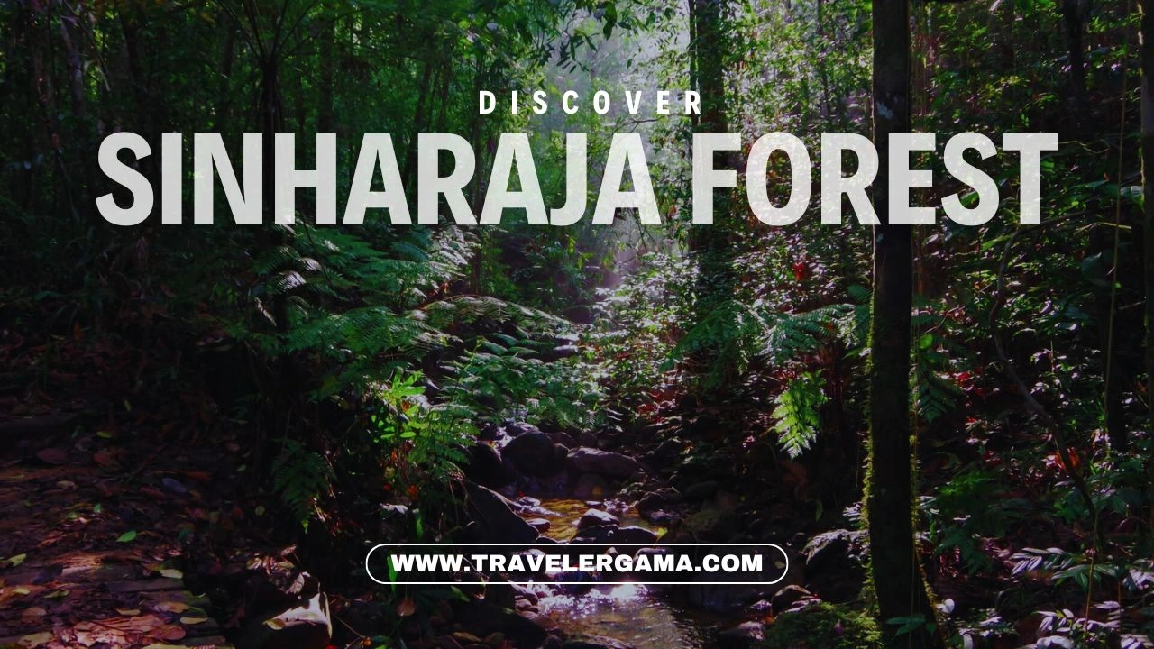 Feel the Serenity of Sinharaja Forest: Sri Lanka’s Hidden Gem