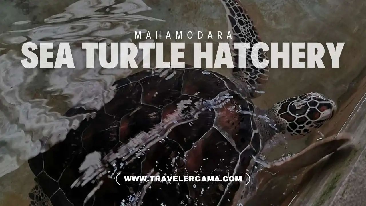 Mahamodara Sea Turtle Hatchery