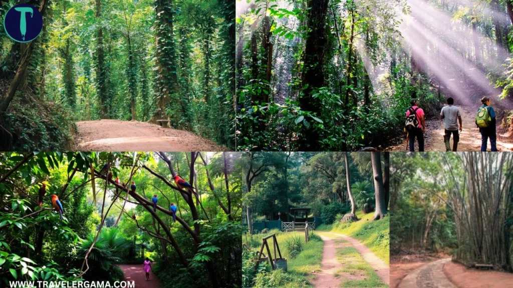 Nature Trails in Udawatta kele Sanctuary