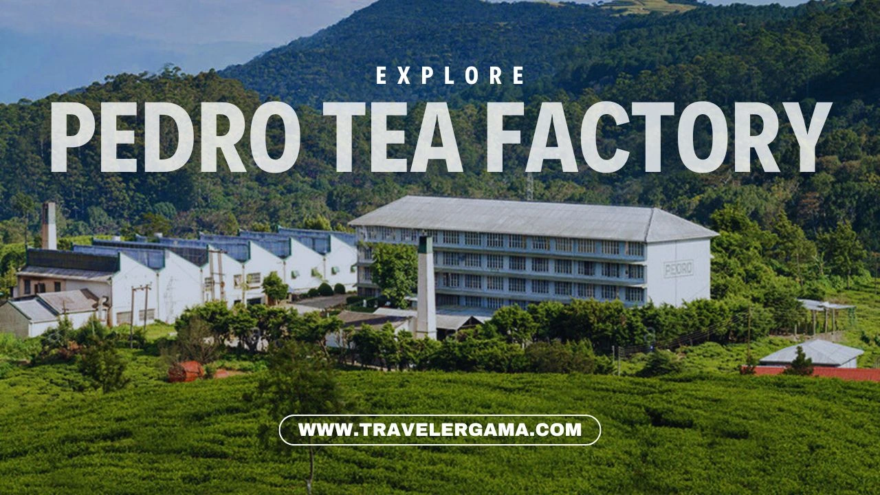 Pedro Tea Factory: A Beautiful Journey Through the Art of Tea Making