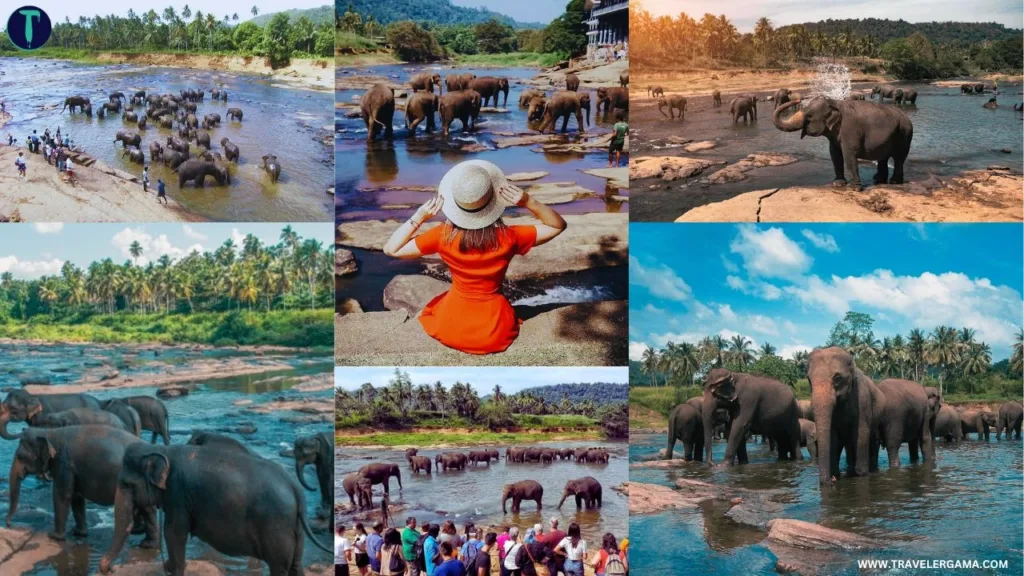 Pinnawala Elephant Orphanage Activity