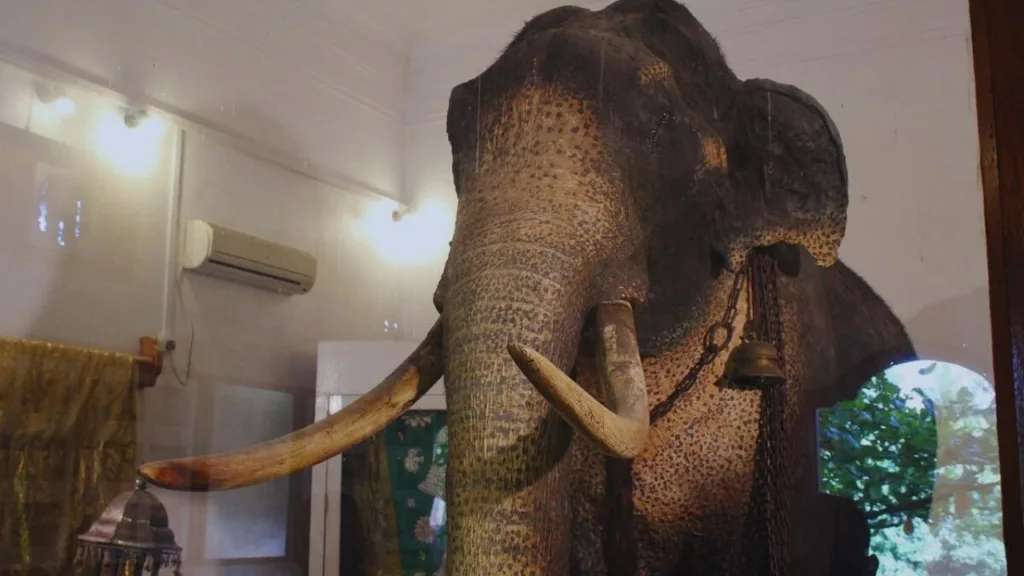 Exploring the Raja Tusker Museum