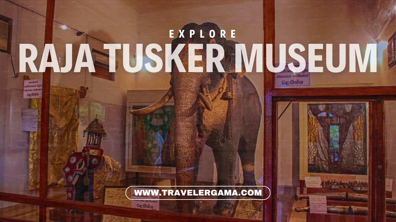 Exploring the Raja Tusker Museum: A Moving Experience of Honor and Reverence